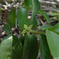 Cassipourea ceylanica (Gardner) Alston